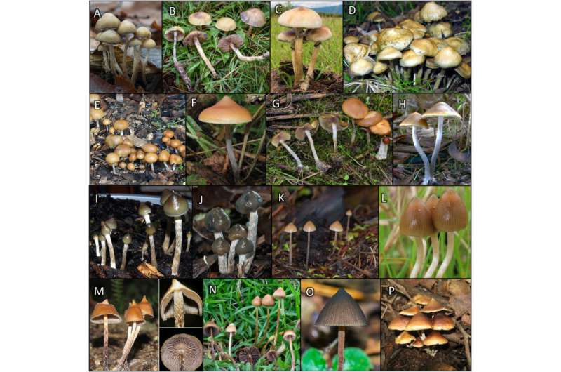 Oregon State research helps provide scientific framework for psilocybin use in therapeutic settings