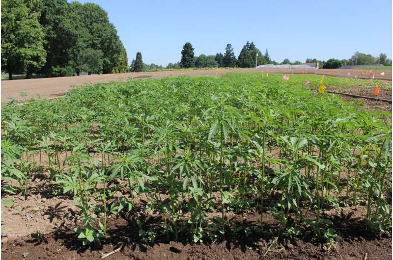 Oregon State research shows hemp compounds prevent coronavirus from entering human cells