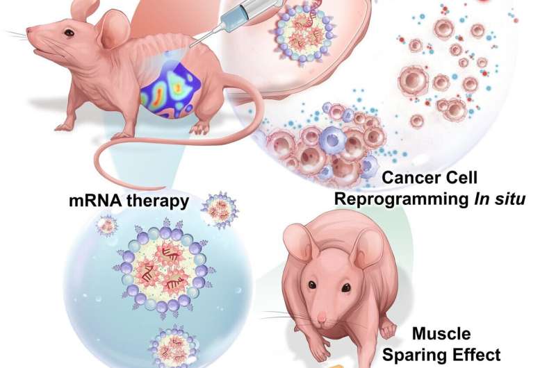 Oregon State researchers develop messenger RNA therapy for ovarian cancer, muscle wasting