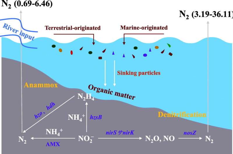 Organic matter plays a key role in nitrogen loss from muddy/sandy sediments on East China Sea coastal shelf