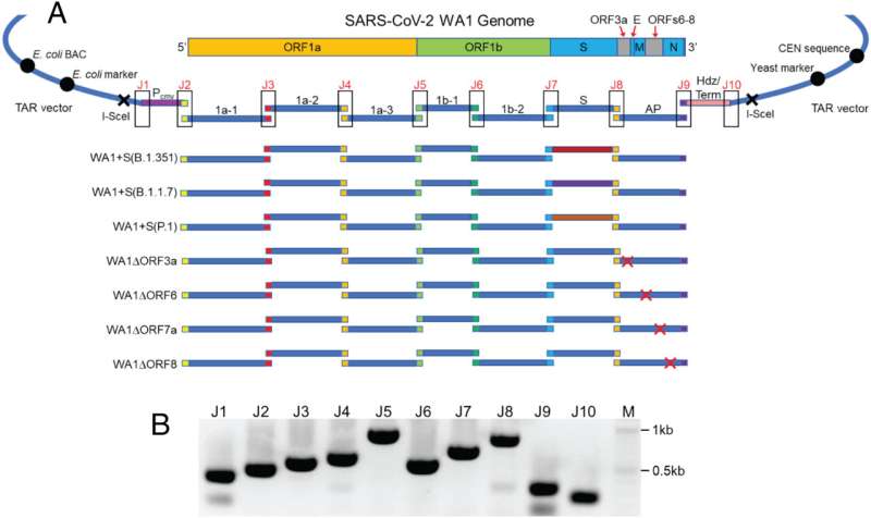 Other SARS-CoV-2 proteins are important for disease severity, aside from the spike