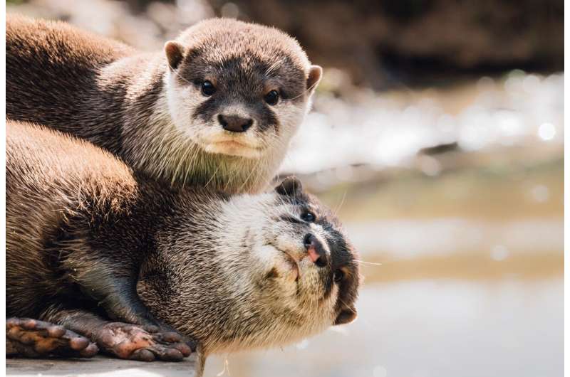 Otters learn from each other – but solve some puzzles alone