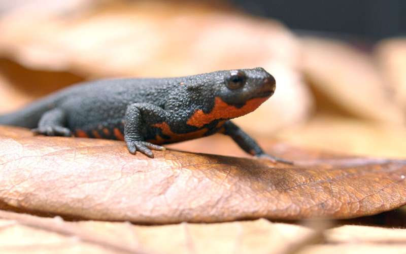 Out on a limb: The role of Newtic1 protein in limb regeneration in adult newts