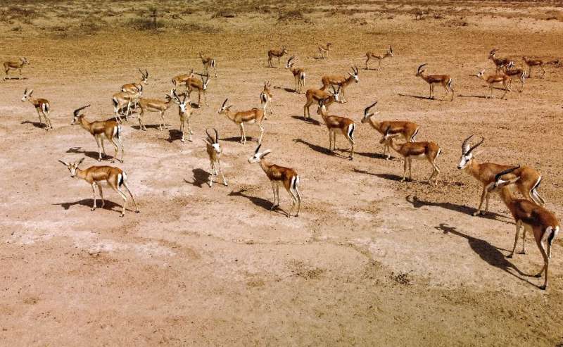 Outside of Iraq's reserves, gazelles are found mostly in the deserts of Libya, Egypt and Algeria, but are unlikely to count 'months.