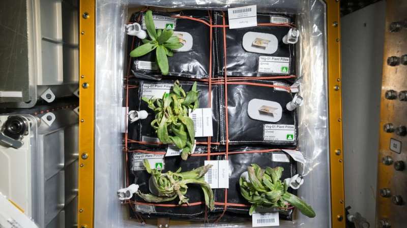 Over 100 years of Antarctic agriculture is helping scientists grow food in space