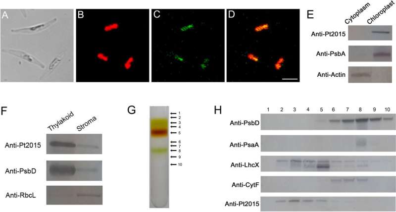 Overexpression of gene endows diatom P. tricornutum high lipid content and grazing resistance