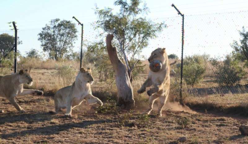Oxytocin treatment can take lions from ferocious to friendly