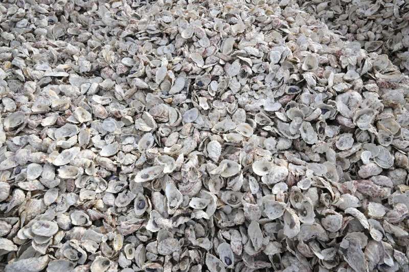 Oyster shells like these, seen at the Chula Vista Wildlife Refuge in California, are ground up to help form reef balls that attr