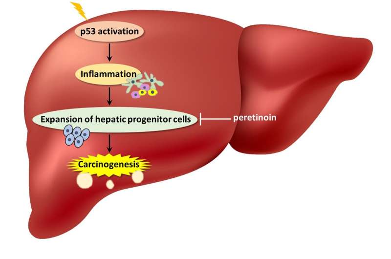 p53 in liver cancer: the ultimate betrayal?