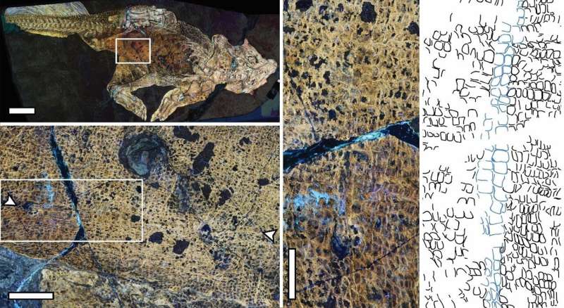 Paleontólogo revela el ombligo de un dinosaurio usando imágenes láser