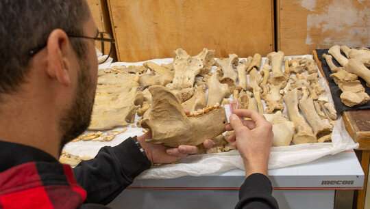 Paleontologists find the jaws of an extremely rare bear in Tavrida