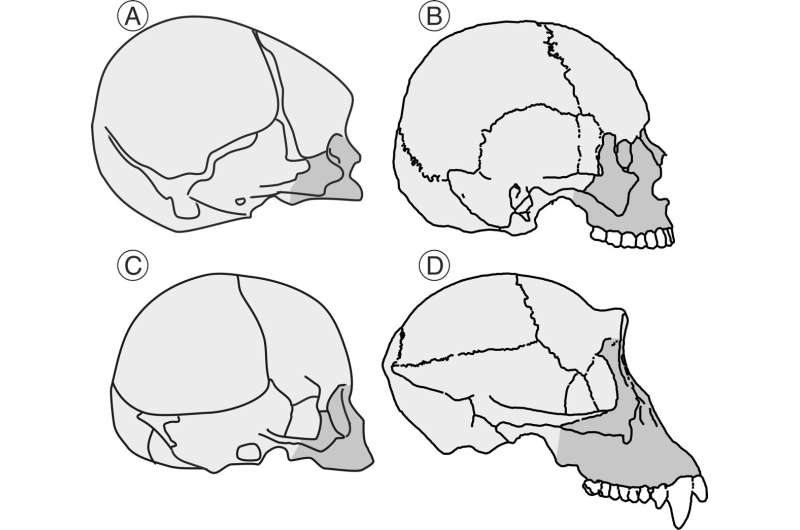 Paleontologists reveal new data on the evolution of the hominid cranium