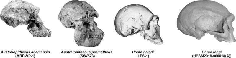 Paleontologists reveal new data on the evolution of the hominid cranium
