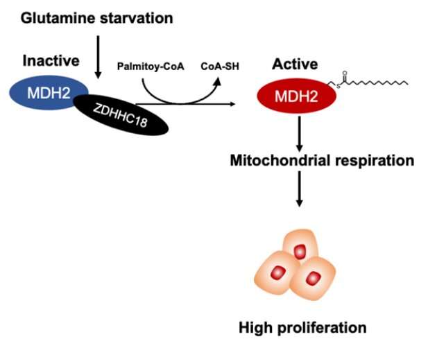 Palmitoylation of MDH2 by ZDHHC18 activates mitochondrial respiration and accelerates ovarian cancer growth