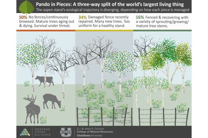 Pando en morceaux : comprendre la nouvelle brèche dans le plus grand être vivant du monde