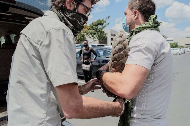Члены группы по борьбе с браконьерством панголинов держат панголина, спасенного во время совместной операции с полицейскими службами ЮАР (SAPS).