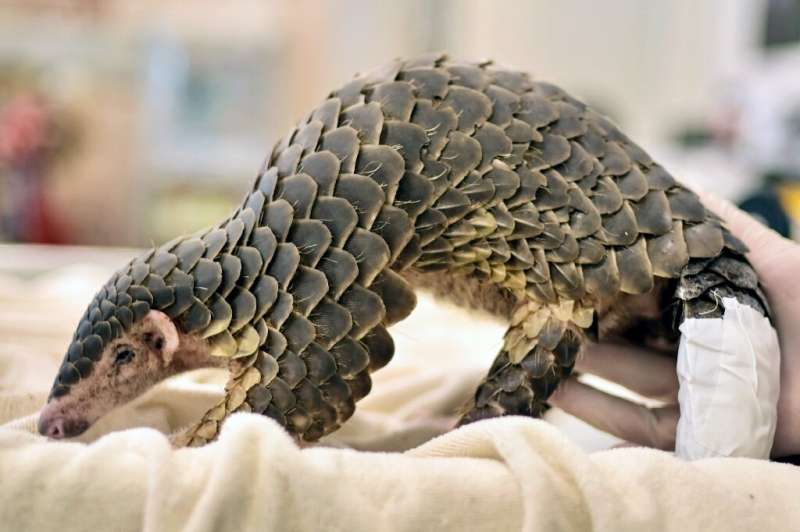 Pangolins are described by conservationists as the world's most trafficked mammal, with traditional Chinese medicine being the m