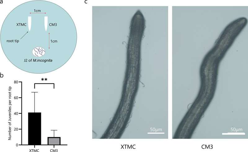 Parasitic behavior of the root-knot nematode is negatively regulated by root-derived volatiles of the cucumber wild relative Cuc