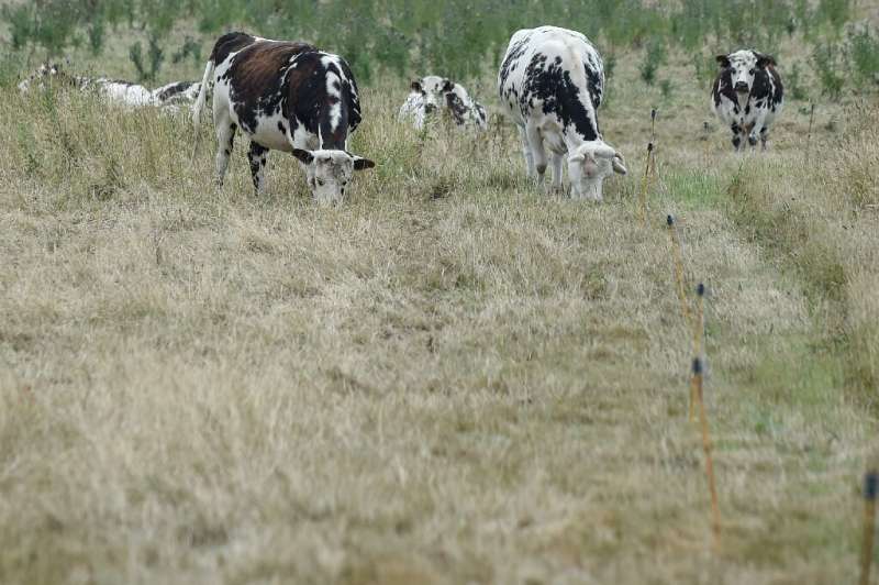 Parched grasslands mean farmers are facing difficulties feeding cattle.