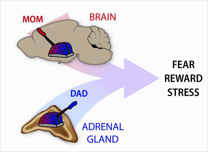Parental control: Researchers learn how genes from Mom or Dad shape behavior