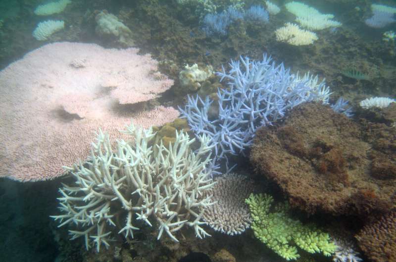 Paris Agreement limits still catastrophic for coral reefs 