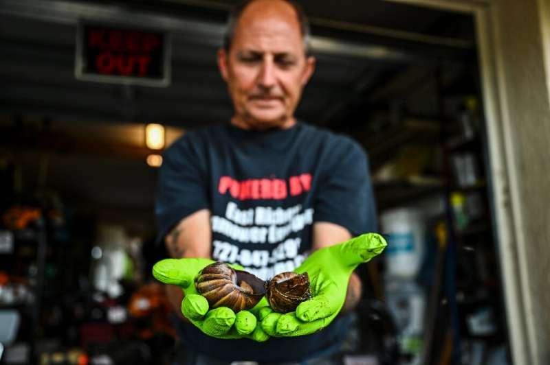 Pasco County resident Jay Pasqua holds dead giant African snails that he found in his backyard in New Port Richey, Florida