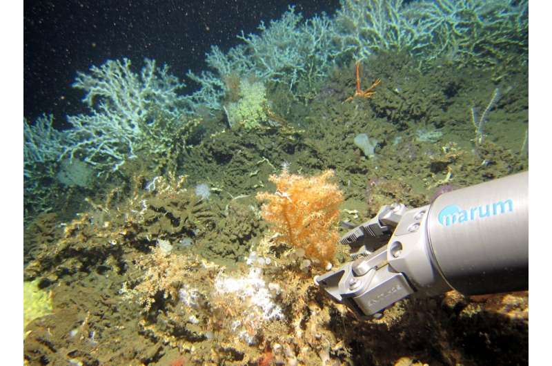 Past events reveal how future warming could harm cold-water corals
