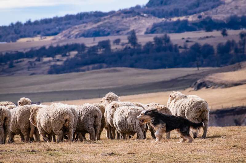 Patagonian sheepdogs are the closest living representative of the ancestor of sheepdog from UK
