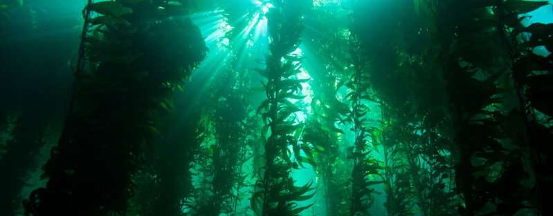 Patagonia's coast offers cool refuge for giant kelp