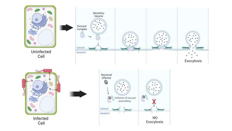 Pathogenic bacteria inhibit host cell secretion to manipulate host immunity