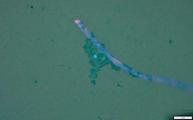 Pathogens can hitch a ride on plastic to reach the sea