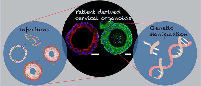 Patient-derived and mouse endo-ectocervical organoid generation