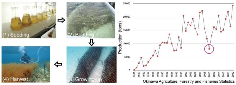 PCR test for Okinawa mozuku could increase yields and lead to climate-tolerant strains