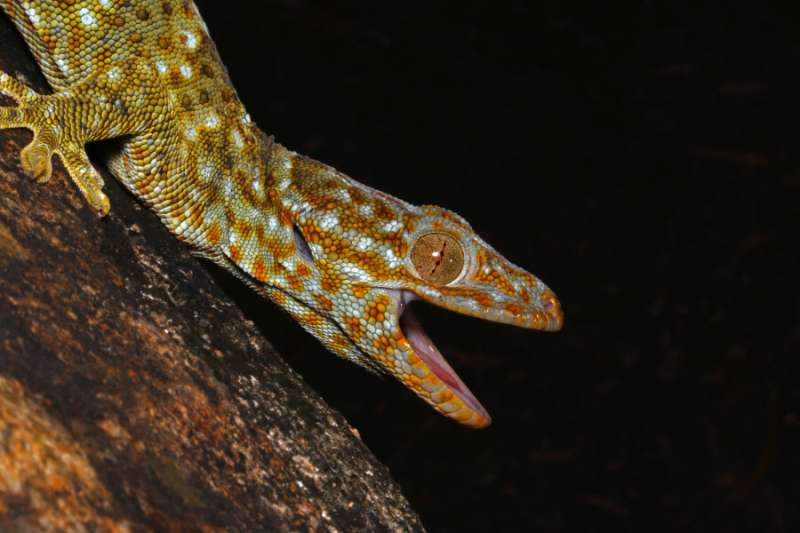 Ecologists report: The pet and drug trade affecting the Tokai gecko population