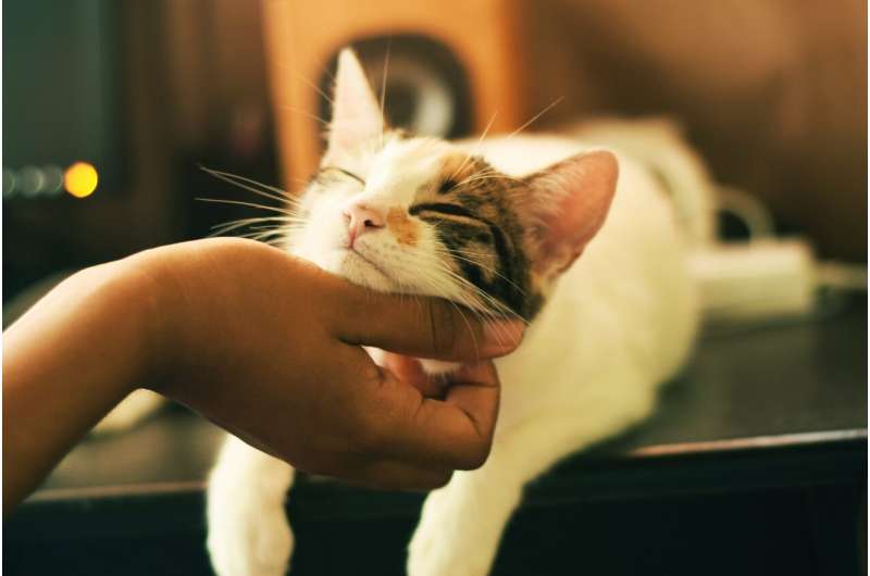 petting cat