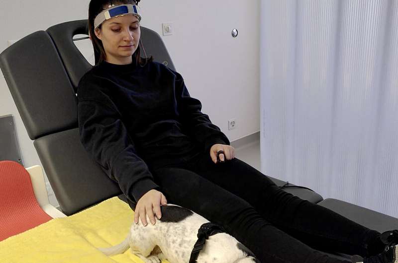 Petting dogs engages the social brain, according to neuroimaging