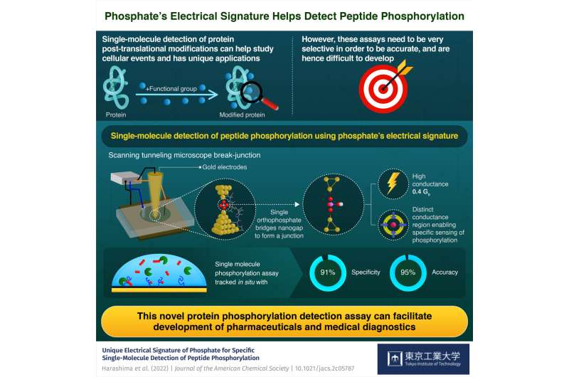 Phosphate's electrical signature helps detect important cellular events