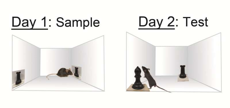 Photo or the real thing? Mice can inherently recall and tell them apart