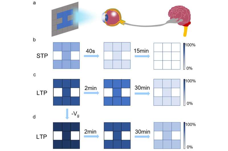 Photonic synapses with low power consumption and high sensitivity are expected to integrate sensing-memory-preprocessing capabil