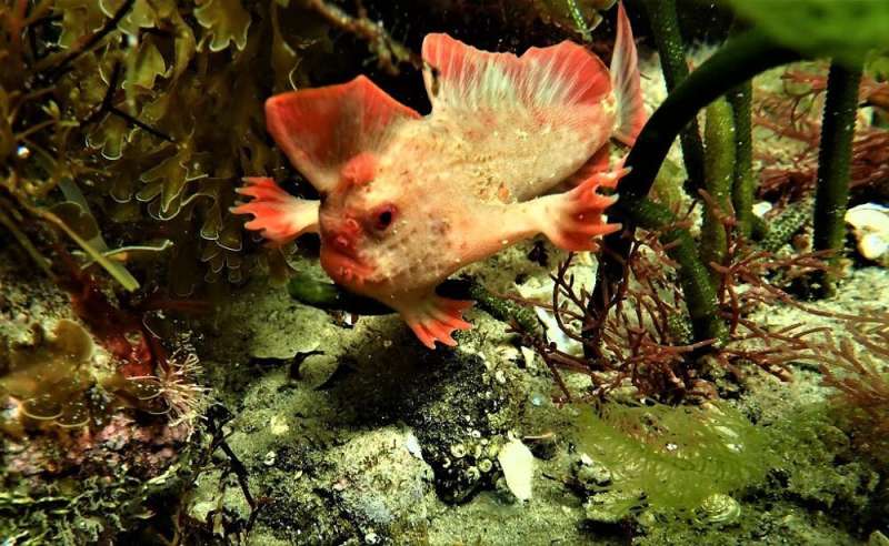 Photos from the field: diving with Tasmania's rare and elusive red handfish