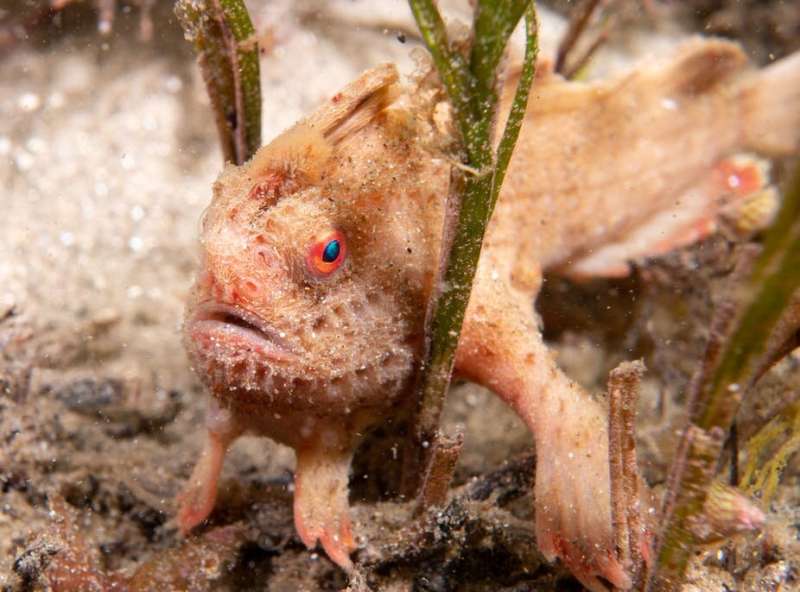 Photos from the field: diving with Tasmania's rare and elusive red handfish