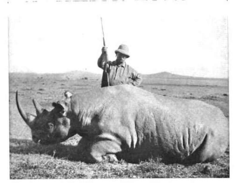 Photos suggest rhino horns have shrunk over past century, likely due to hunting