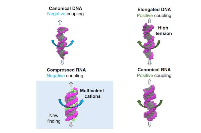 Physical mechanisms explaining DNA and RNA twist changes