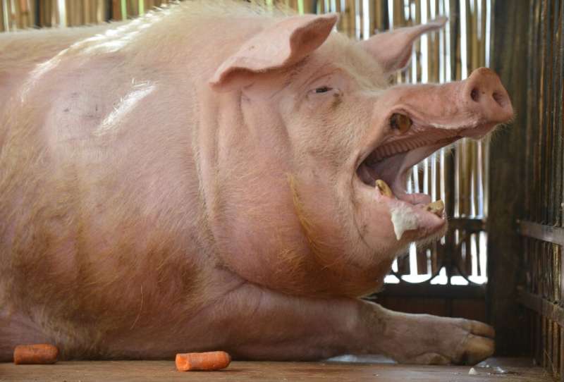 Pigs express positive feelings in short grunts