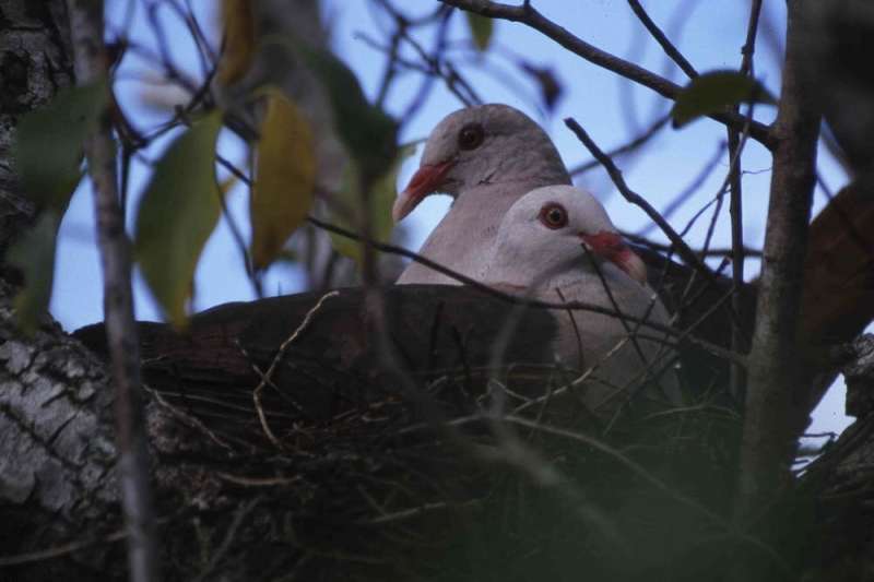 Pink pigeons in Mauritius made a remarkable comeback from near-extinction – but are still losing genetic diversity