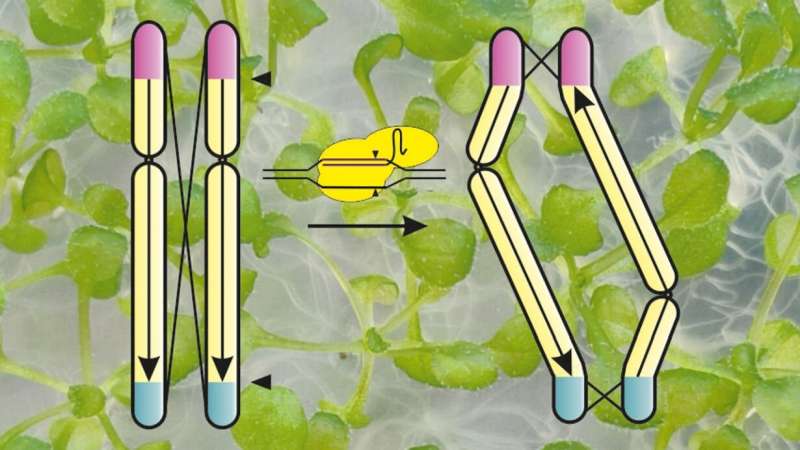 Plant breeding: using "invisible" chromosomes to pass on packages of positive traits