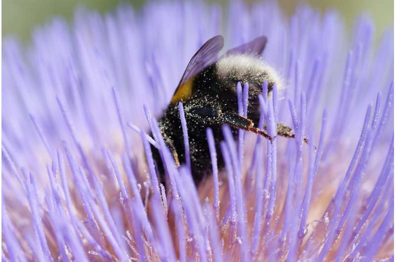 Plant buddies now at odds over declining pollinators