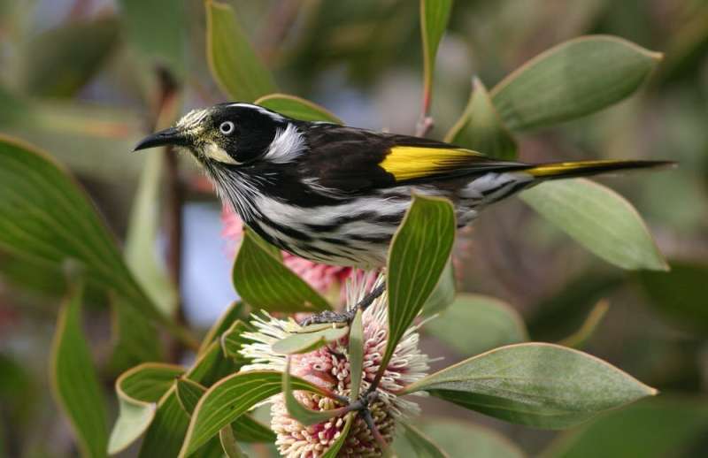 Planting trees and shrubs brings woodland birds back to farms, from superb fairy wrens to spotted pardalotes