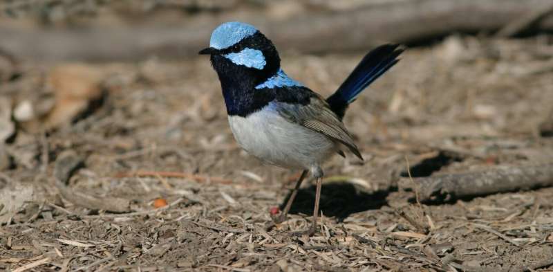 Planting trees and shrubs brings woodland birds back to farms, from superb fairy wrens to spotted pardalotes