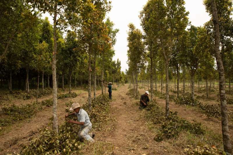 Plantar árboles en los pastizales proporciona un enfriamiento significativo en los trópicos